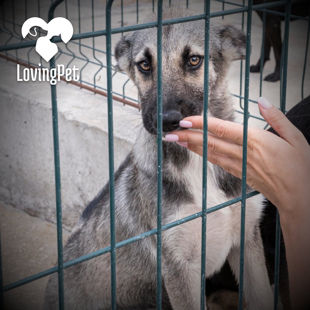 LovingPet2's tweet photo. There are shelter pets waiting for a new family and home all over the country! Always adopt! ❤

#pet #pets #dog #dogs #cat #cats #petlovers #petlove #petlover #lovingpet https://t.co/WuYptsQ32A