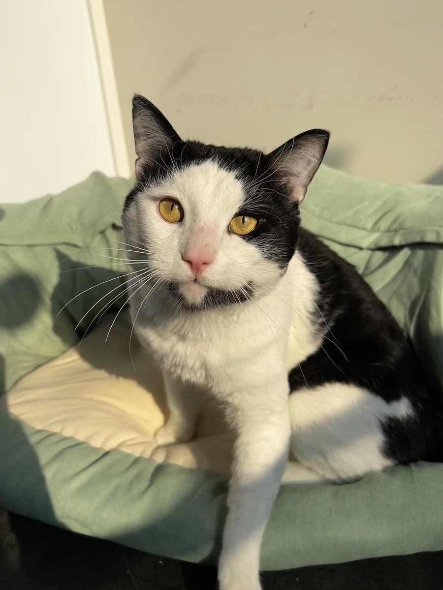 FMSPCA's tweet photo. Looking for a vocal adorable man to add to your home? It's Kelton! This cute guy will meow until he gets your attention. He simply must be around his humans at all times. He'll sleep quietly, but he'll surely greet you with excitement once he hears you coming. https://t.co/YQB50DH3Ix