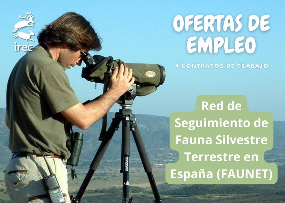 IREC_CSIC_UCLM's tweet photo. 🆕 #OfertaDeTrabajo 👉 El @IREC_CSIC_UCLM busca cuatro técnicos de campo para la puesta en marcha de la Red de Seguimiento de Fauna Silvestre Terrestre en España (#FAUNET) ✅ Toda la información sobre la oferta y el envío de candidaturas en el enlace ➡️ https://t.co/4xPdLWALia https://t.co/Oh7UAGGxoS