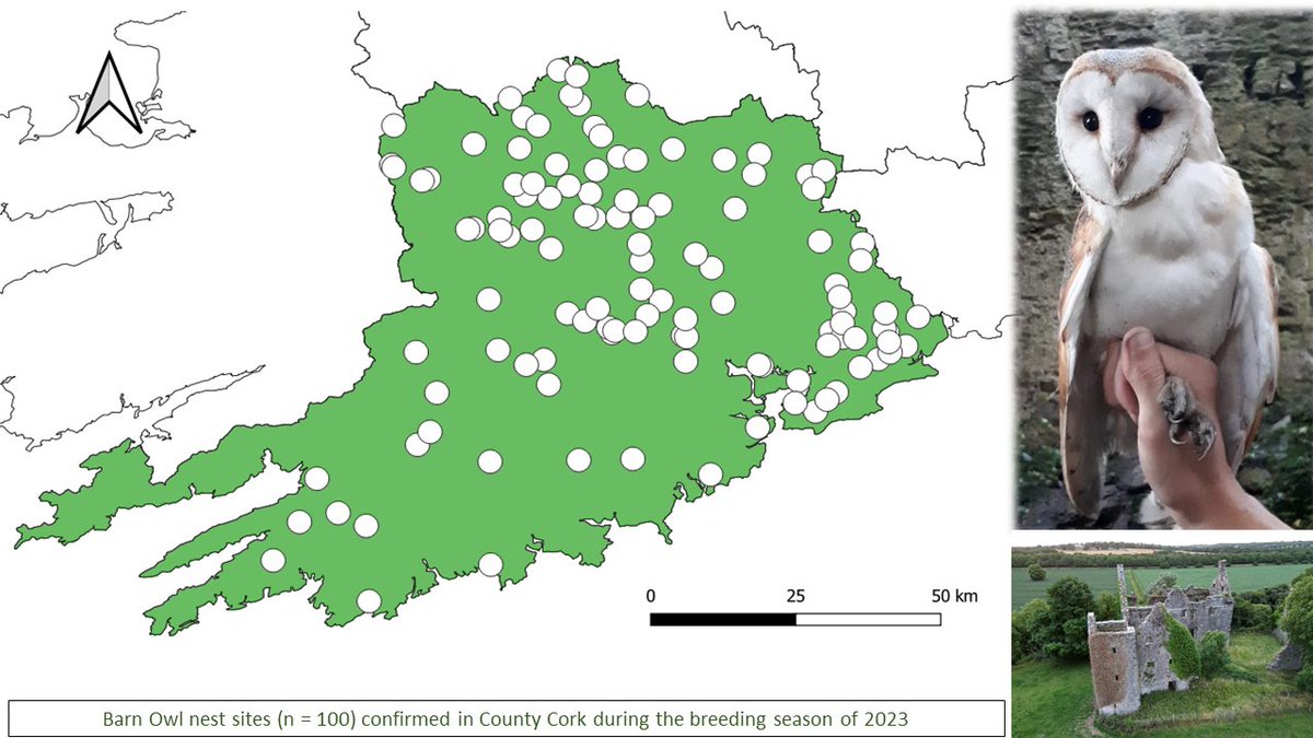 100 Barn Owl nests in Cork!! An incedible &amp; record-breaking milestone reached yesterday when we confimed the 100th nest in Cork!! We don't want to stop there, please report info on Barn Owls  bit.ly/barnowl-survey Cork Barn Owl Survey supported by @CorkCoCo &amp; @npwsBioData #LBAF