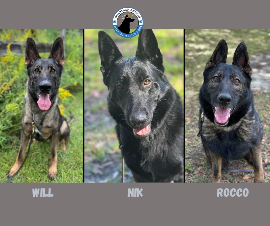 🐶 Looking for a good dog? At times, we have a few great dogs that don't qualify for our program. When that happens, we want to find them the best homes ever!💙 So, if you are looking for a great dog, please consider Will, Nik or Rocco! Visit: medicalservicedogs.org/applications/d… to apply