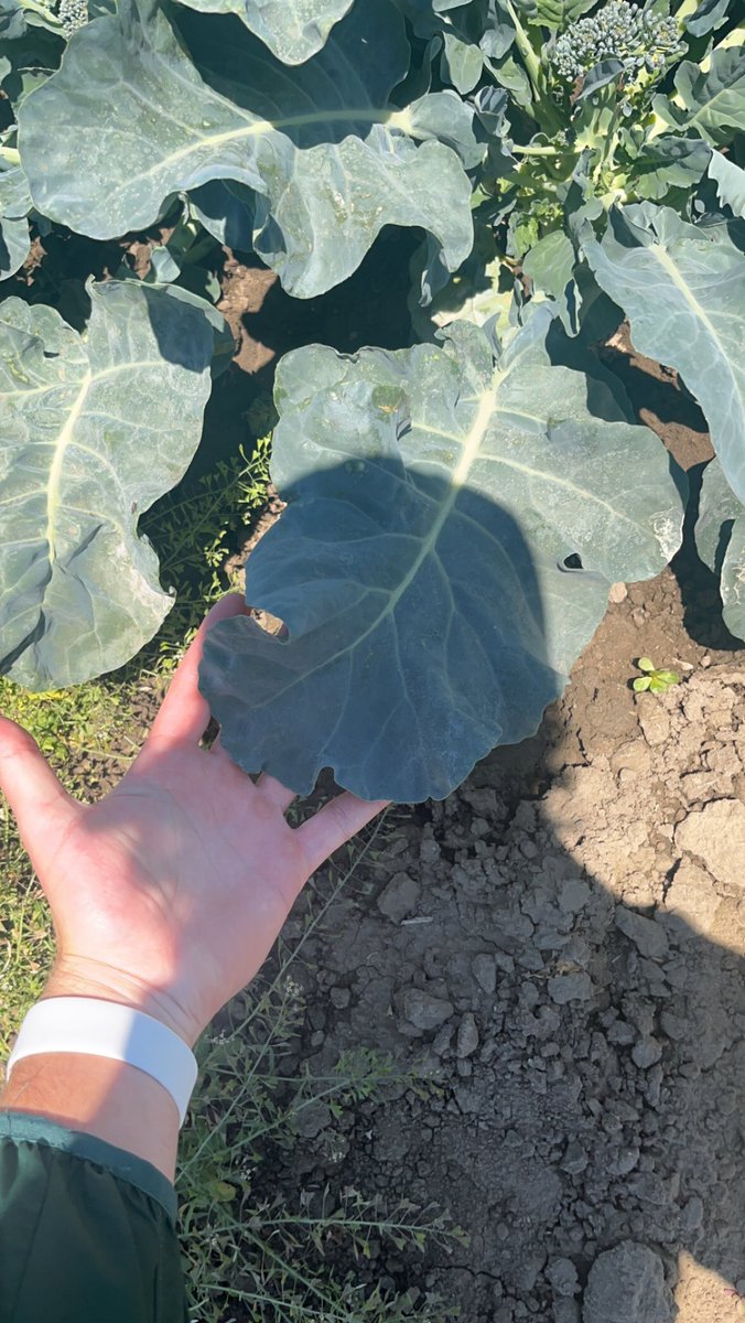 If we can get this canola to pod it’s gonna yield like crazy🤯
#bigfeet #bigleaves