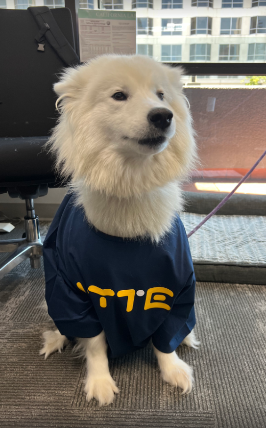 hytebrand's tweet photo. 🛑 Stop SCROLLING and post pet pics 🐶🐱🐤

@KhalilKanbar 's floofer, Lily, fashioning our HYTE tee and we're in love 🥰 11/10
Please LIKE to give a pet to Lily 🥺🙏 https://t.co/YYQ3jaPt5m