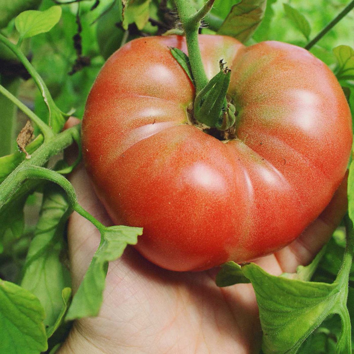 We LOVE seeing these ❤️ #tomayto #tomahto #tomato #heart #itsabuteclarkarealbute #BardwellFarm #season2023 #eatfresh #buylocal #ag #agriculture #aglife #farmlife