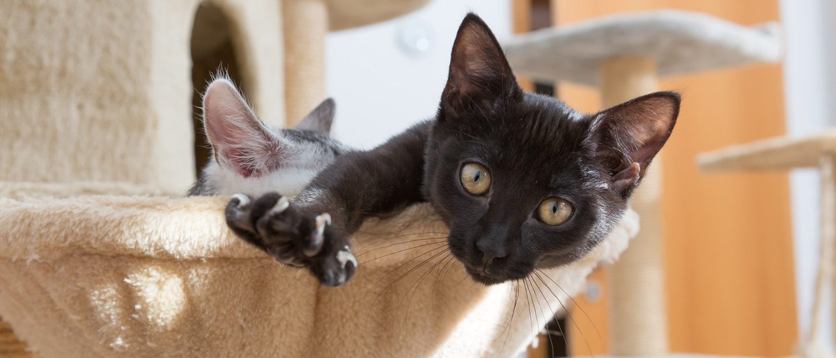 ALDF's tweet photo. Michigan has an exciting opportunity to ban cat declawing! Thank you Rep @JimmieWilsonJr1 for introducing bills to ban this cruel practice. Learn more: https://t.co/zsdtHCY7sn https://t.co/coiHWgsFad