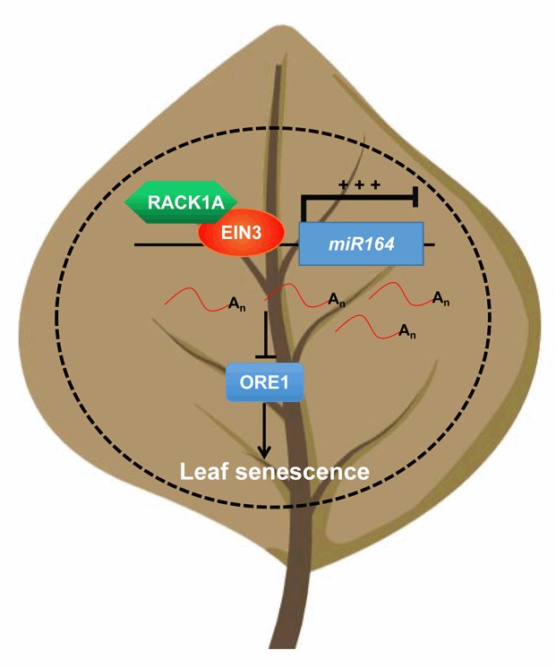 JIPBio's tweet photo. #Plants use scaffold proteins to facilitate #crosstalk between #signaling pathways. Masood et al. provide a paradigm for how these proteins finely tune #phytohormone signaling to control #PlantDevelopment.
https://t.co/2fyMqWsGYQ @wileyplantsci  #PlantSci #ethylene #leaf #JIPB https://t.co/bs5Wld0iJk