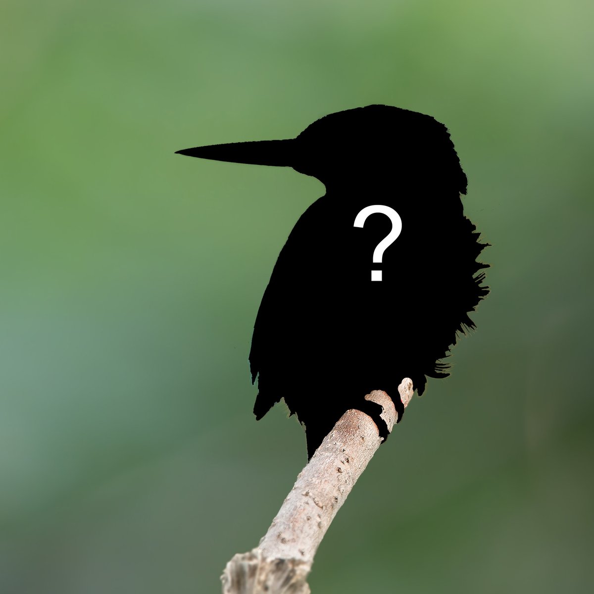 Oriel y Parc tweet media