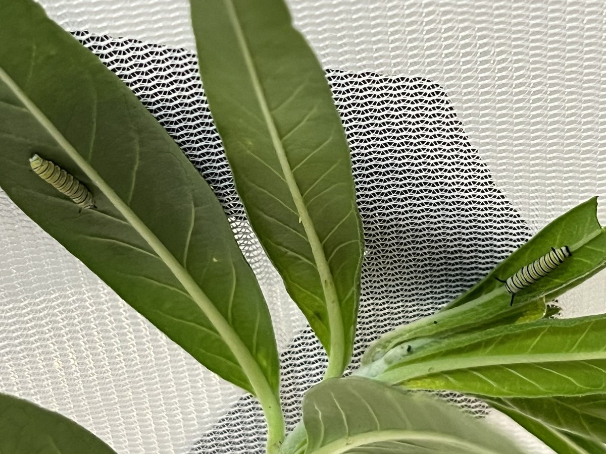 BeetleBabble's tweet image. We are raising a batch of monarch butterflies right now

It’s fun to see them change day by day.

Feels like a rare opportunity to raise a wild animal in such a simple and well documented way.