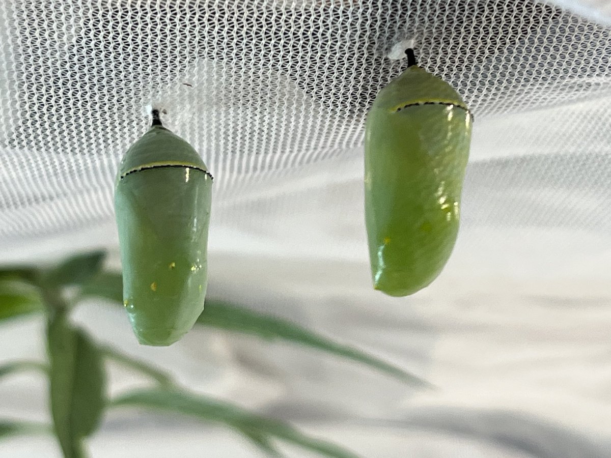 BeetleBabble's tweet image. We are raising a batch of monarch butterflies right now

It’s fun to see them change day by day.

Feels like a rare opportunity to raise a wild animal in such a simple and well documented way.