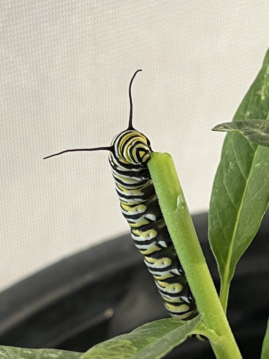 BeetleBabble's tweet image. We are raising a batch of monarch butterflies right now

It’s fun to see them change day by day.

Feels like a rare opportunity to raise a wild animal in such a simple and well documented way.