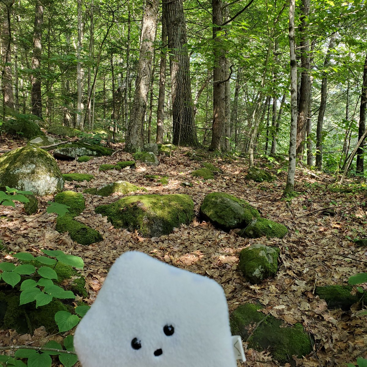 sucklet7's tweet photo. i feel at home in the forest. π³π²πͺ¨πΏβοΈ.
#sucklet. #forestlet. #treelet. https://t.co/Kgrndp0rAZ