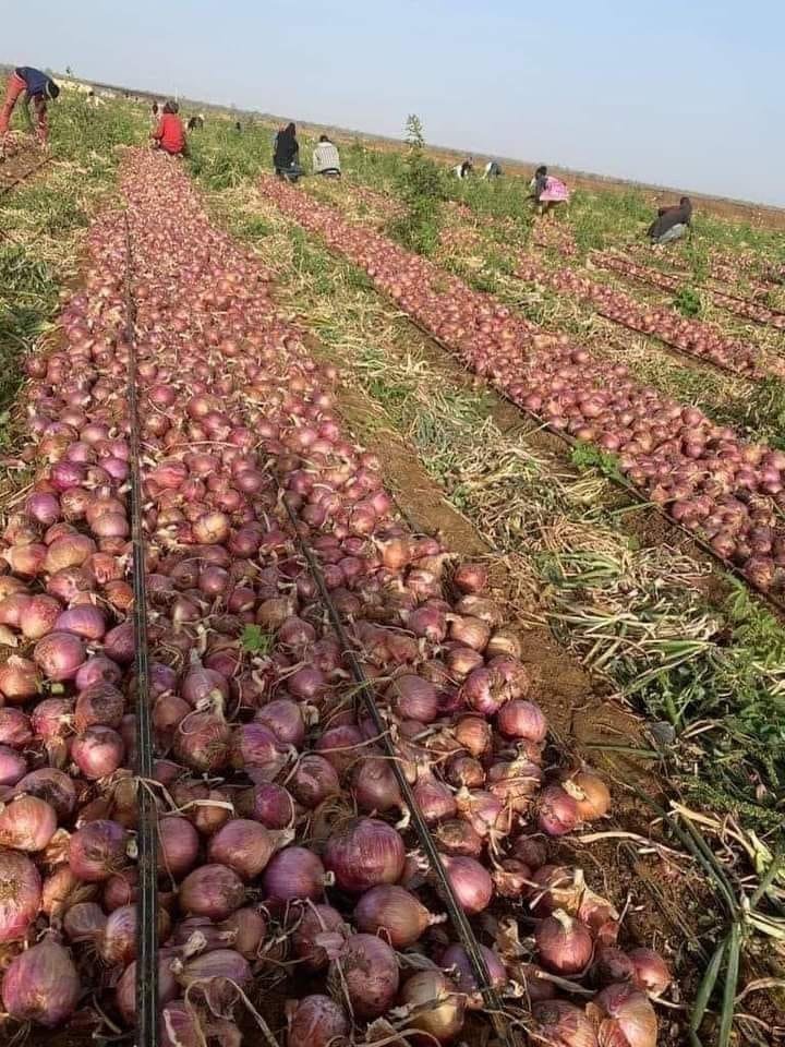 jcniyomugabo's tweet photo. Red onions are not just for adding flavor to your dishes, they also have impressive health benefits such as improving heart health, reducing bad cholesterol, controlling blood sugar, boosting your immune system, promoting gut health, and supporting bone health. https://t.co/V205zFLAL4