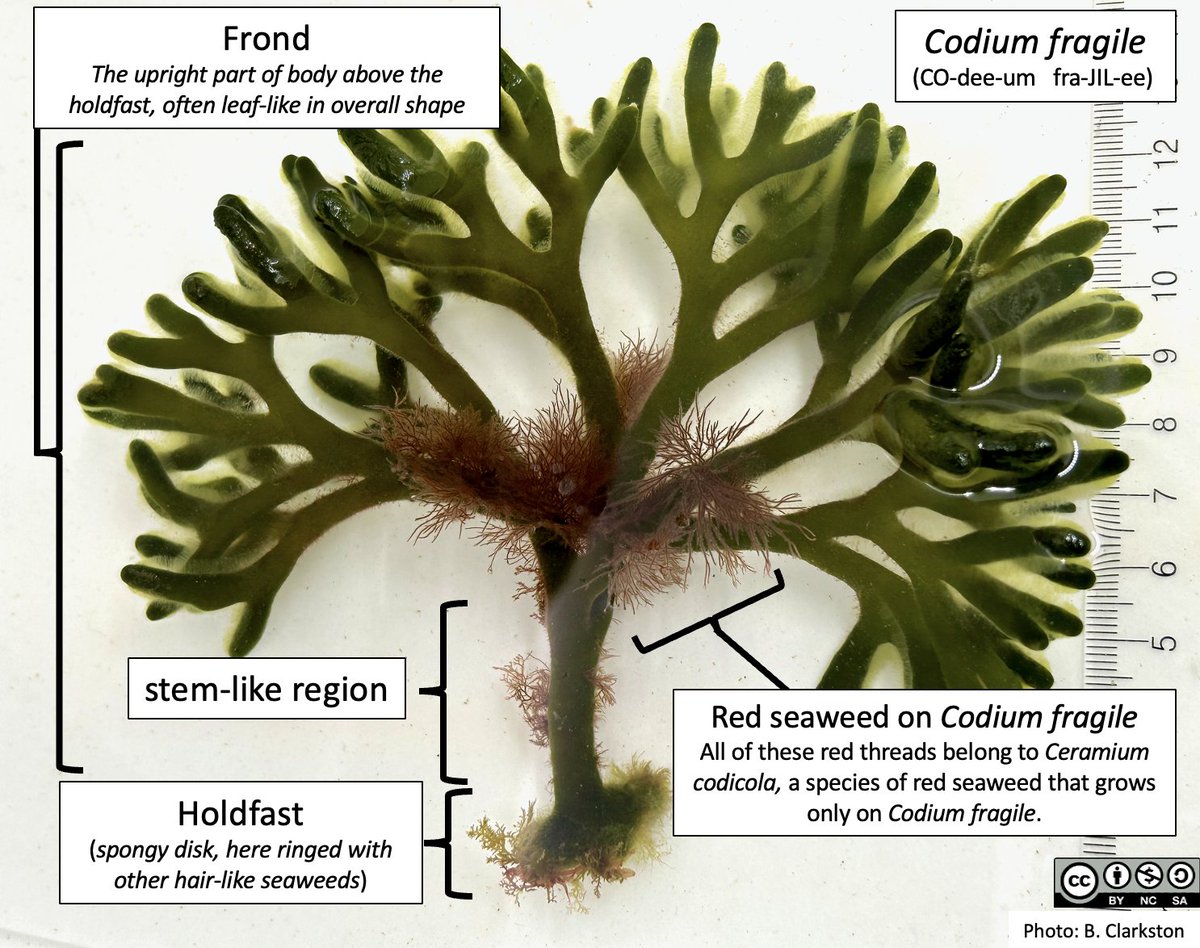 Bridgette Clarkston tweet media