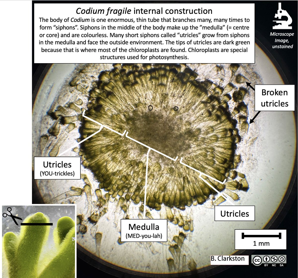 Bridgette Clarkston tweet media