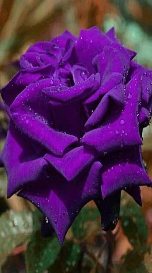 alaa amy tweet media