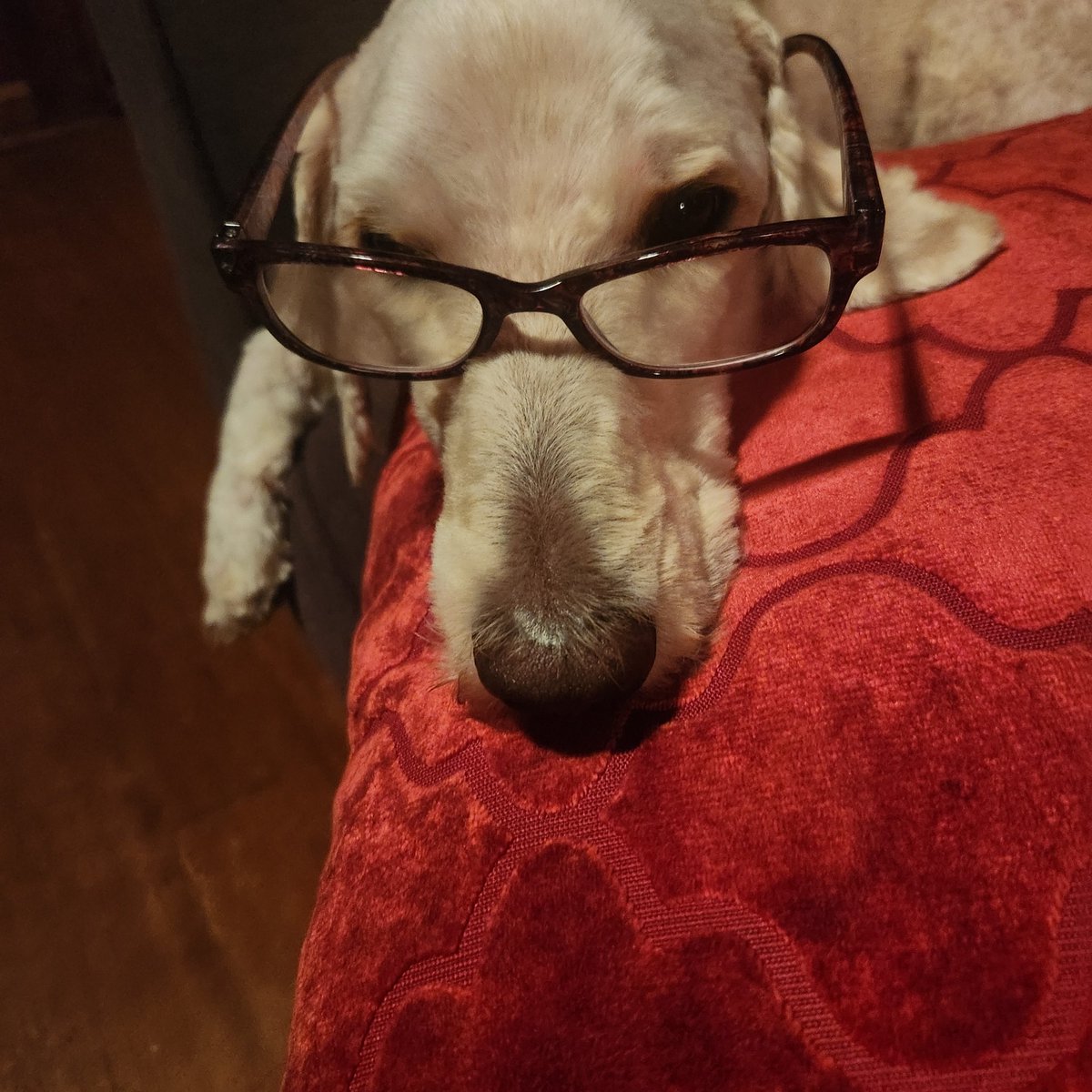 Marcella Pixley tweet media