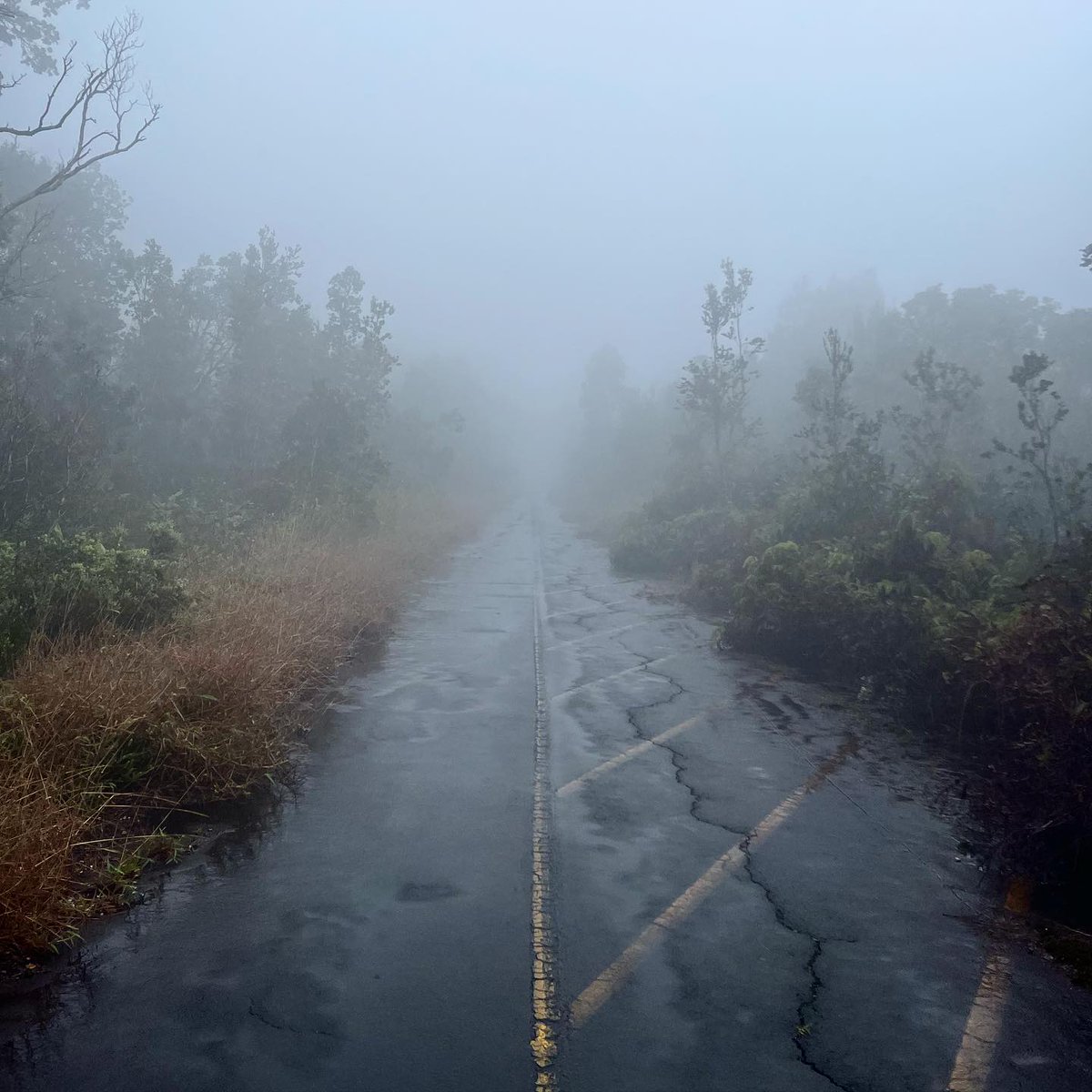 HIPacParks's tweet photo. HPPA’s Emma loves rainy and misty days at #HawaiiVolcanoesNationalPark, where she has her office. She says this rainy rainforest from a few weeks ago is her fave pic. Dreamy.
🌋☔️
#TeamHPPA #ThisIsWhereWeWork #Hawaiiparks #RainyDays #RainyMood #RainyTrails #HotCocoa #ThanksEmma https://t.co/JT13QaihqL