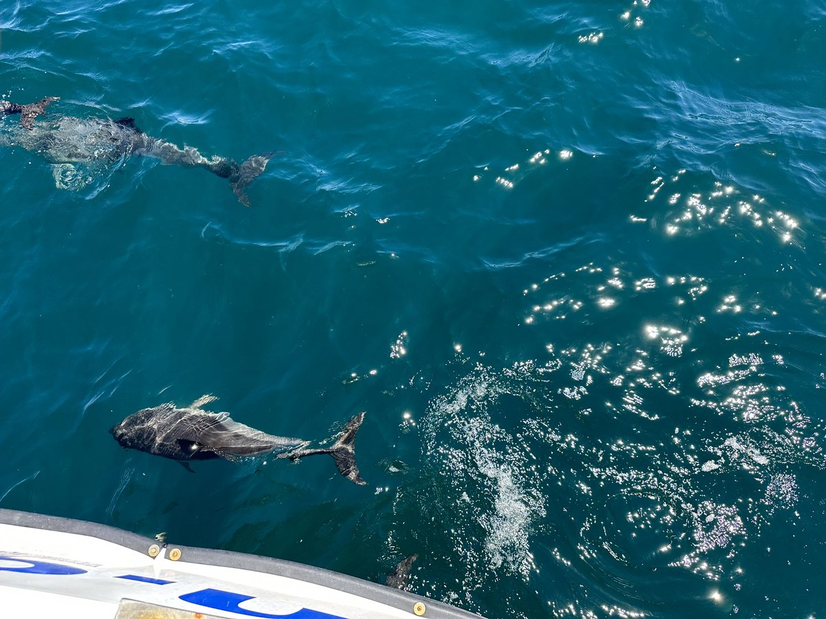 A view of the dolphins the #bayofGibraltar from the #Dolphinadventures cruise #Gibraltar