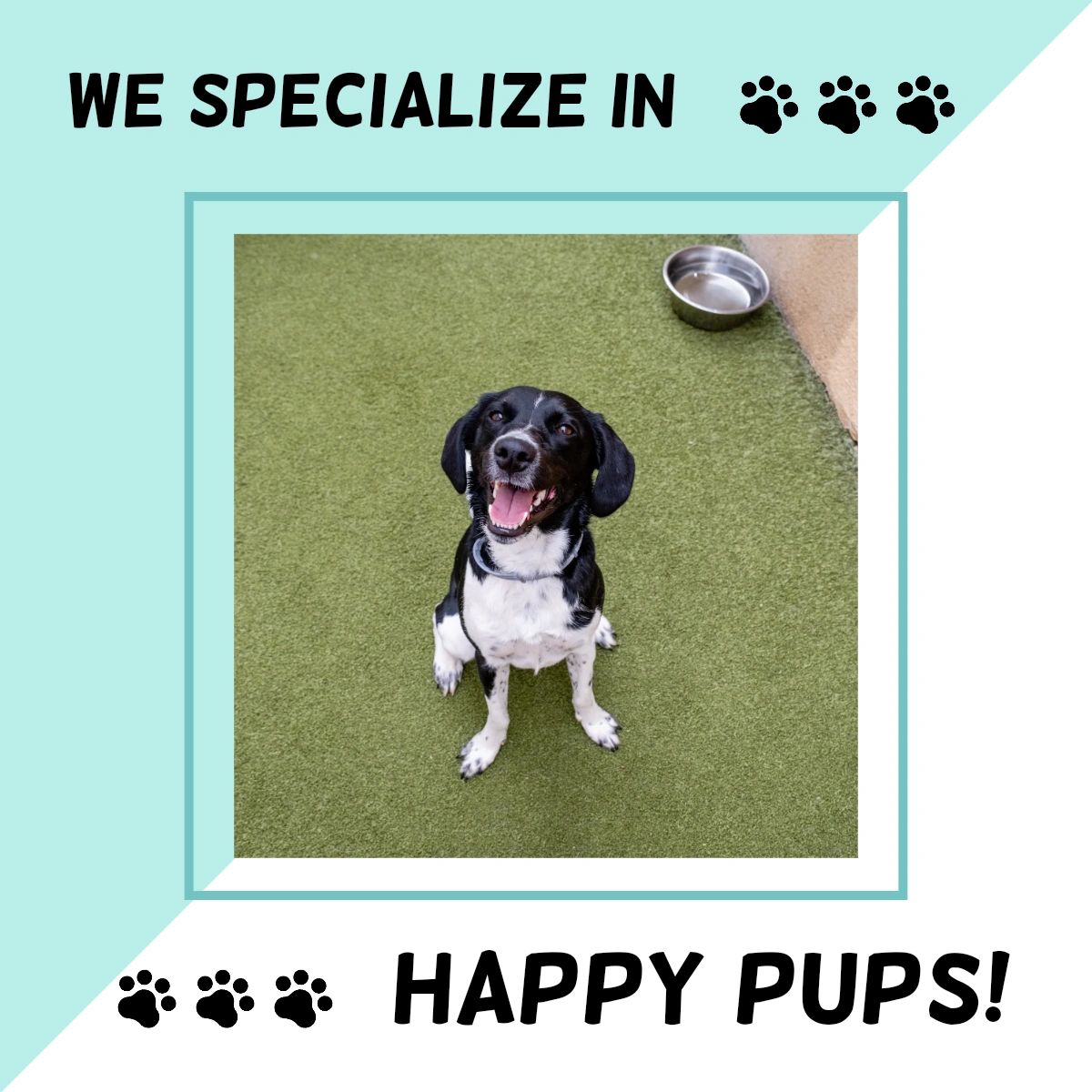 BSBlovesdogs's tweet photo. Now, this is the face of a pooch who's having the time of her life! We'd expect nothing less. Here, your dog will have a chance to exercise in a cage-free environment while staying safe. #BoneSweetBone #StudioCity https://t.co/V5zy5qdvFi