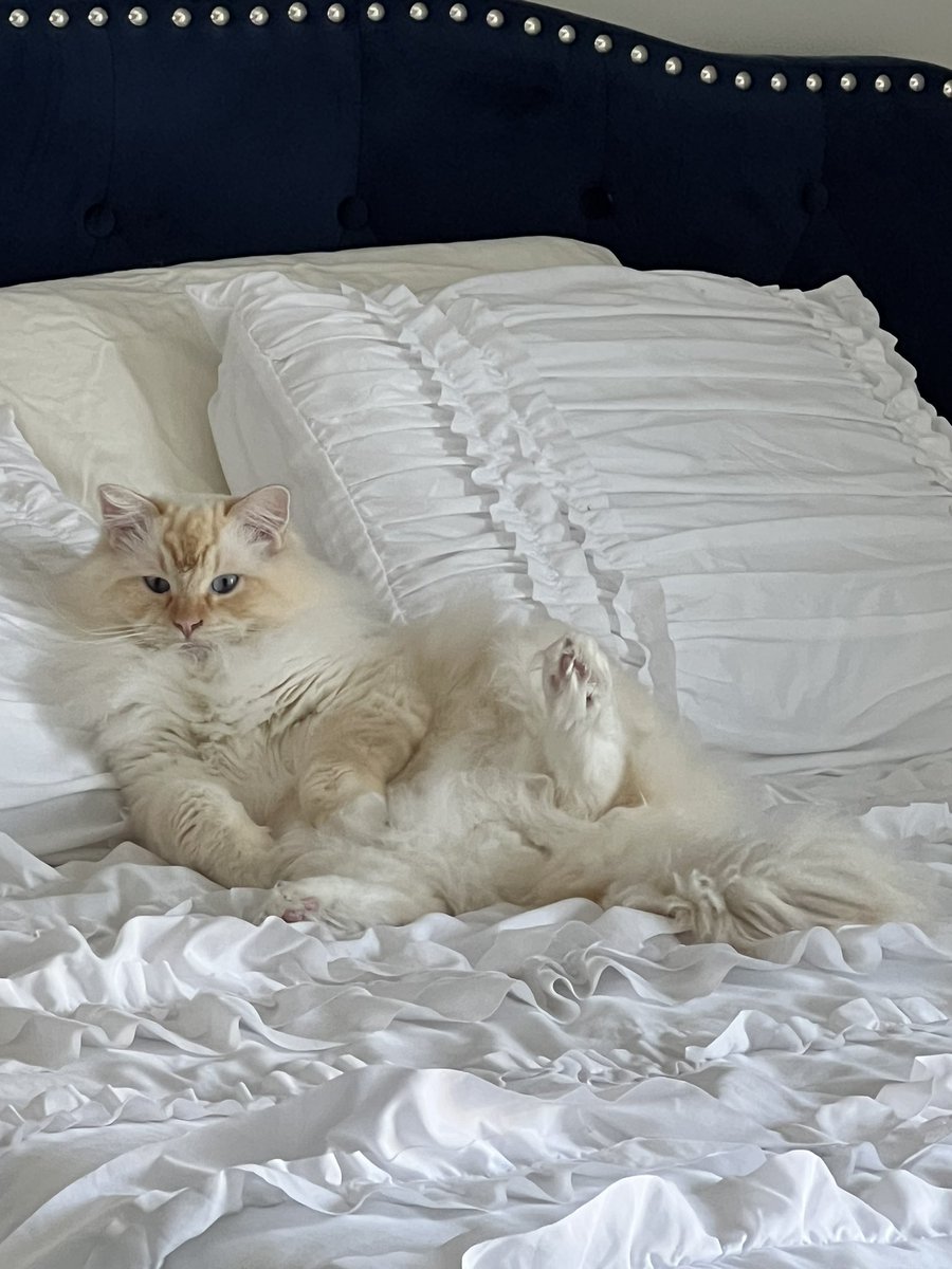 vcsurian's tweet photo. @ErasTourResell I call these “karma is a cat purring in my lap” lol 😻 I am in LA for work this week and would LOVE to go to the concert! Huge swiftie and been trying to get tix from your account 😍🫶🏼💜1️⃣3️⃣ https://t.co/2rjPITjvXM