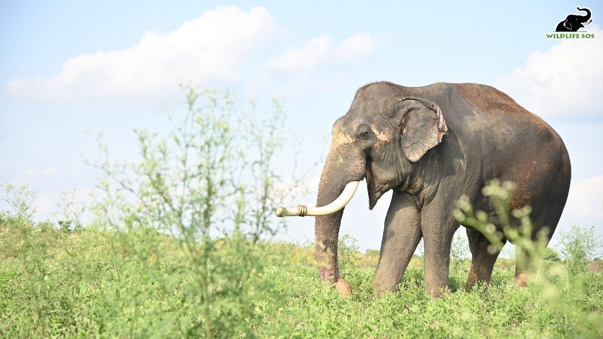 Elephants - Wildlife SOS