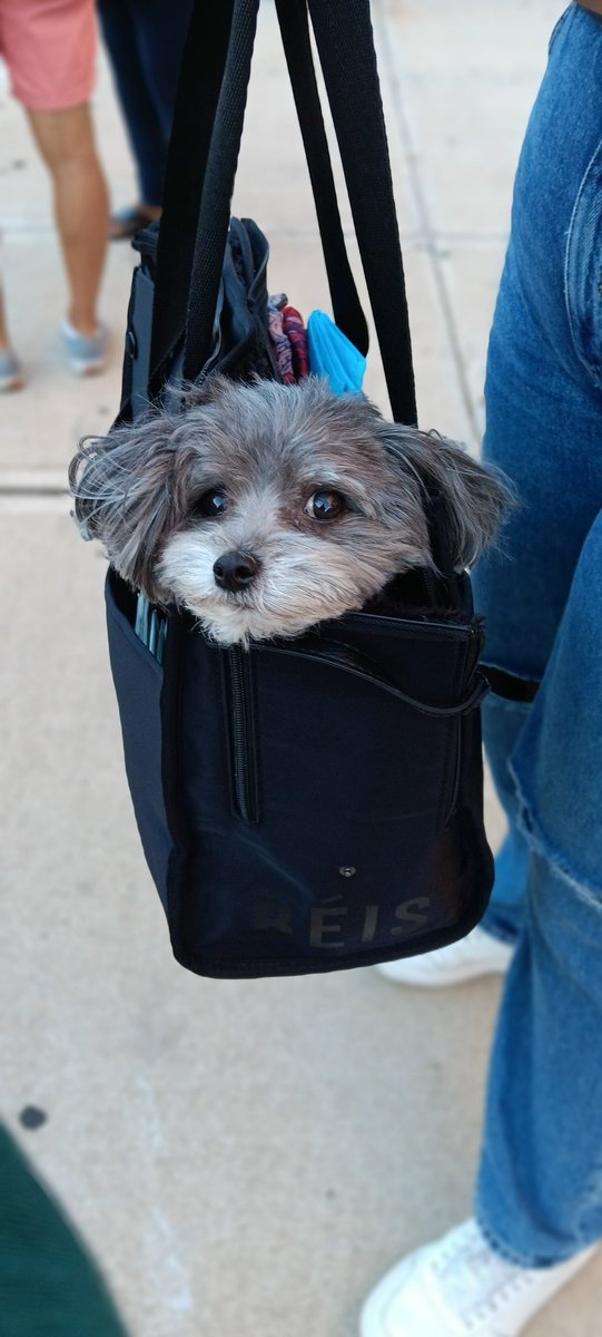 iTravelDigest's tweet image. Too comfy to bother #dogsofnewyork