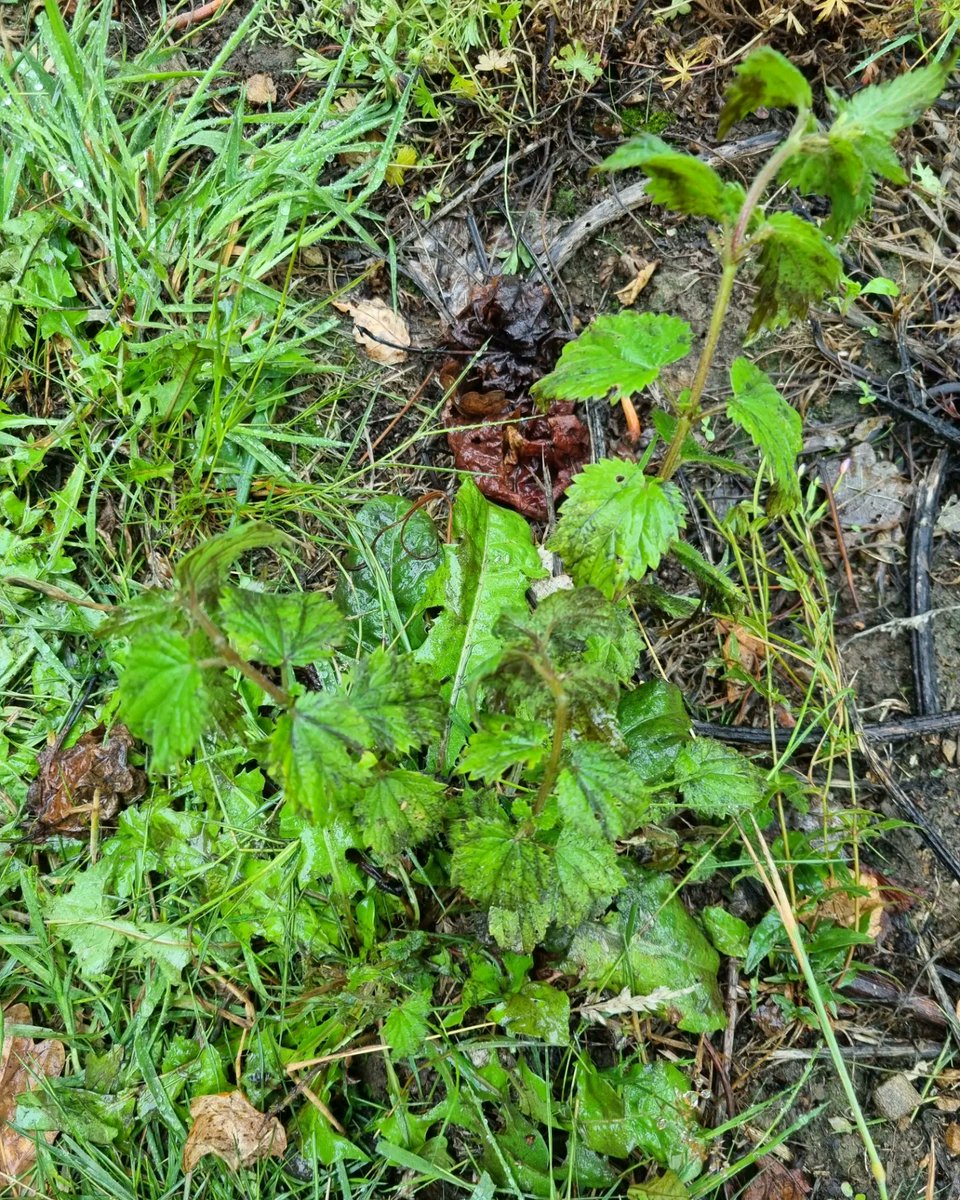 Dan Hawes tweet media