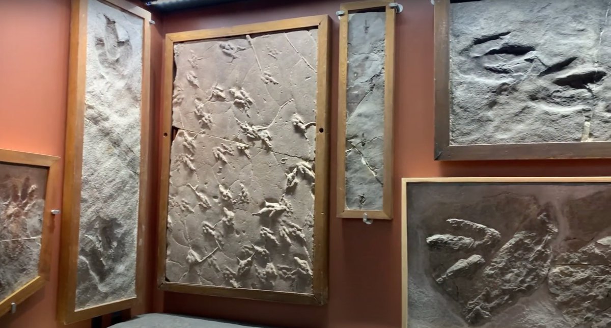 The Hitchcock #Ichnology Collection in the lower level of the Beneski Museum is one of the largest and most diverse collections in the world of #dinosaur footprints! These tracks were all collected from the Connecticut Valley in Western Massachusetts! #FossilFriday