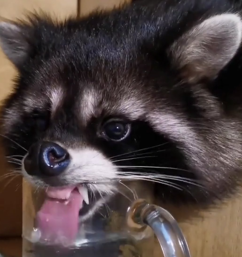 Raccoons Hourly (@raccoonhourly) on Twitter photo 