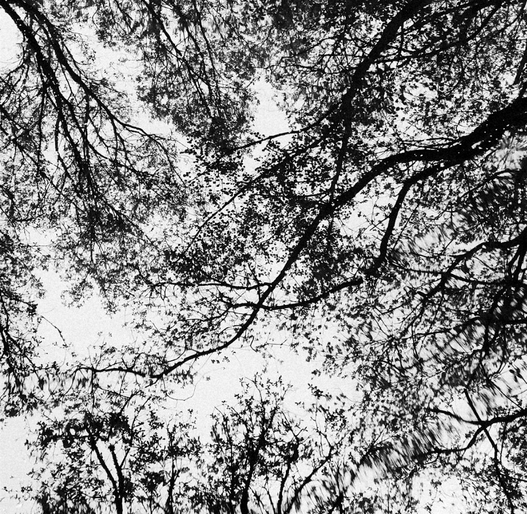 Crown shyness
#LaTimidezDeLaCorona