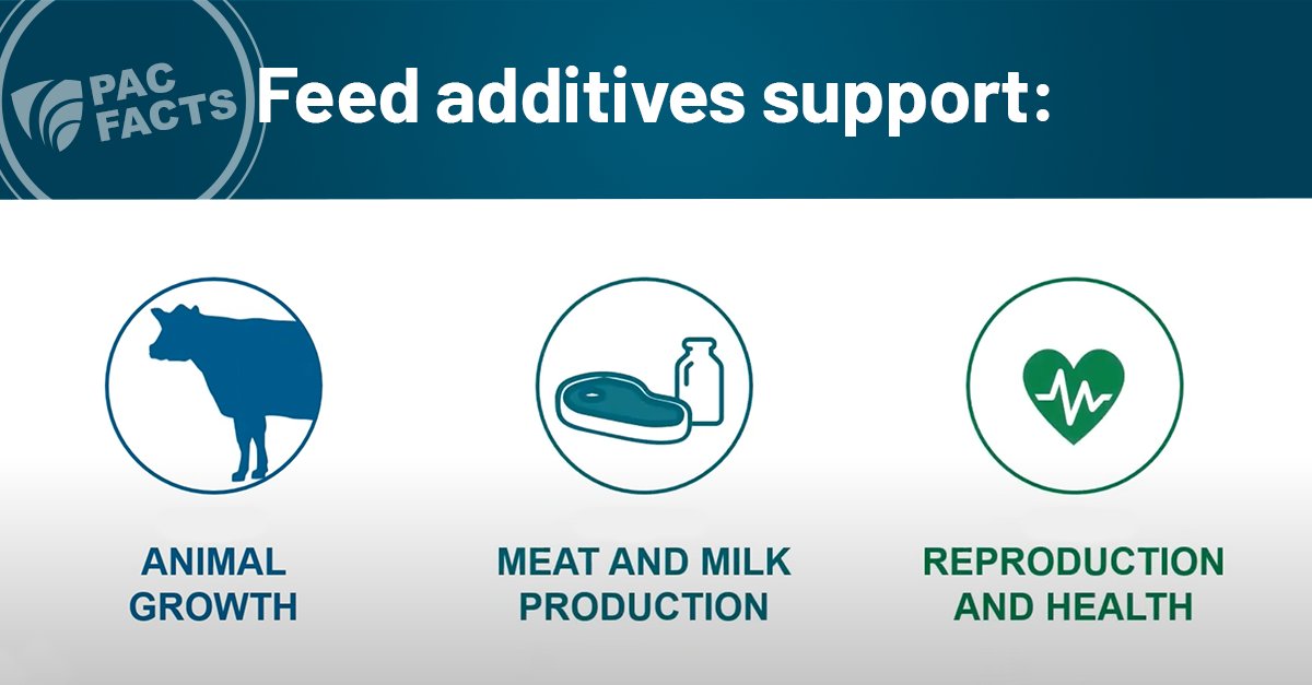 How do feed additives benefit the cow? They interact with feedstuffs, microbes and the gut to help cows get more nutrients out of their diet and optimize health. Check out our feed additives PAC Fact with to learn more papillon-ag.com/what-are-feed-…