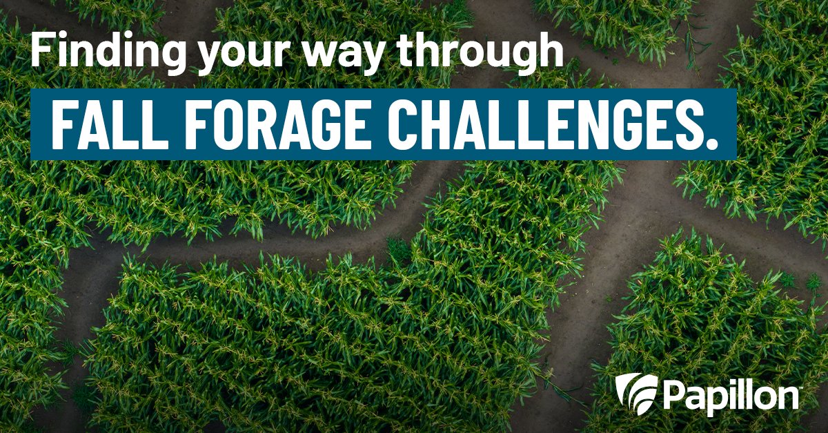 Harvest is just around the corner — are you prepared for the challenges that come with new crop corn silage? Using a probiotic like Dairyman’s Edge® CORE can help improve digestibility so your cows get the most out of their feed. Learn more: papillon-ag.com/how-to-success…