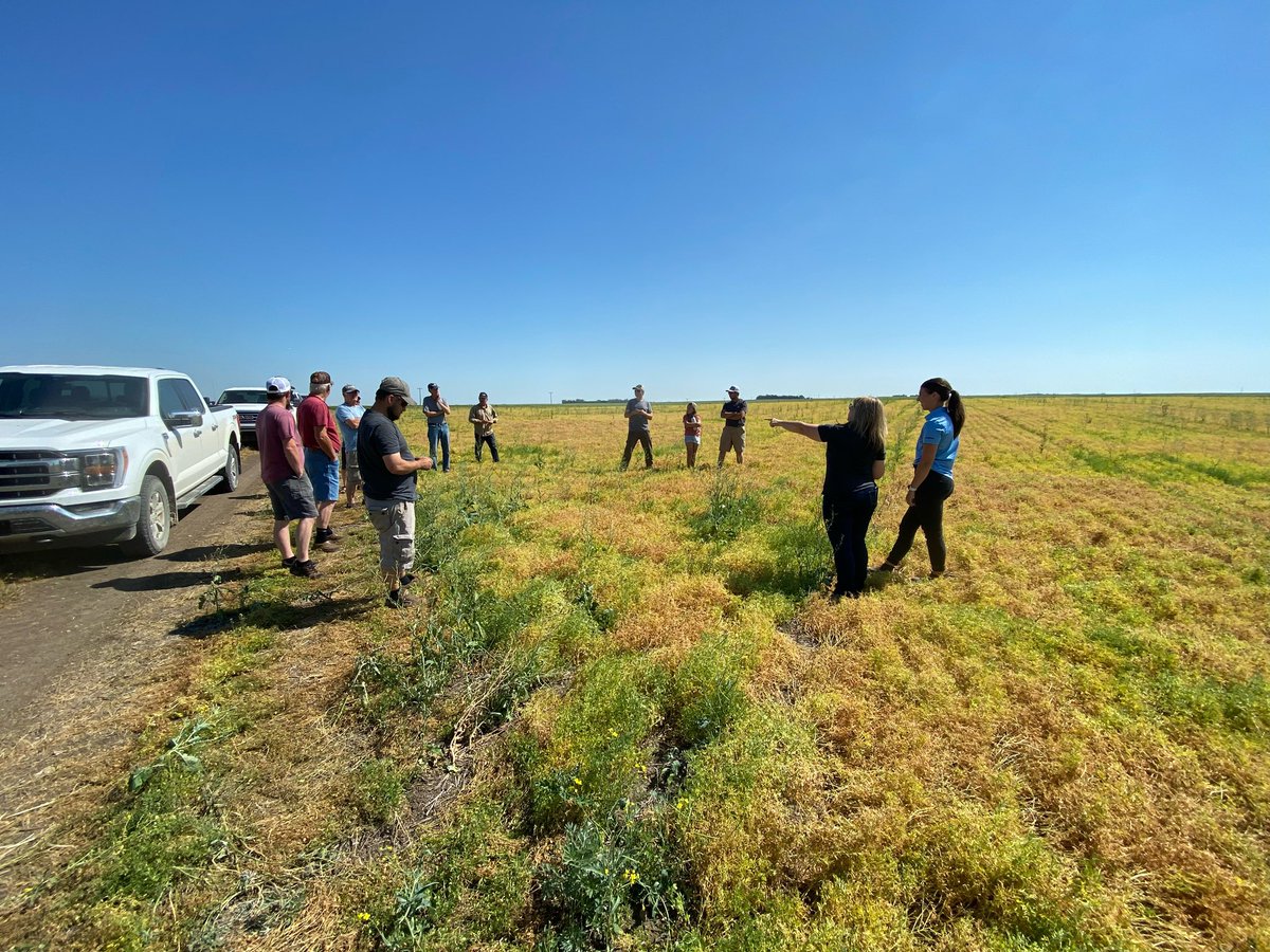 BreannDammann's tweet photo. A hot morning but a great turn out for reglone staging and a bbq lunch sponsored by @syngentacanada today. 

Great to see the next generation coming out to these field days! 

@PrecisionAg1 https://t.co/Qh3l5RIeOB