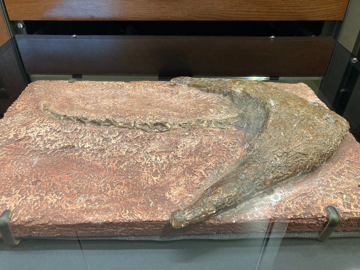 Diplocaulus was an aquatic amphibian from the Permian of the southwest United States. Its unusual boomerang shape is the result of greatly enlarged bones on the lateral margins of its skull. This shape allowed the head to maintain its orientation while swimming. #FossilFriday