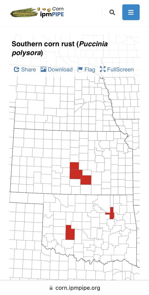 Trace levels of southern rust were just found in Reno &amp; Rice counties!
