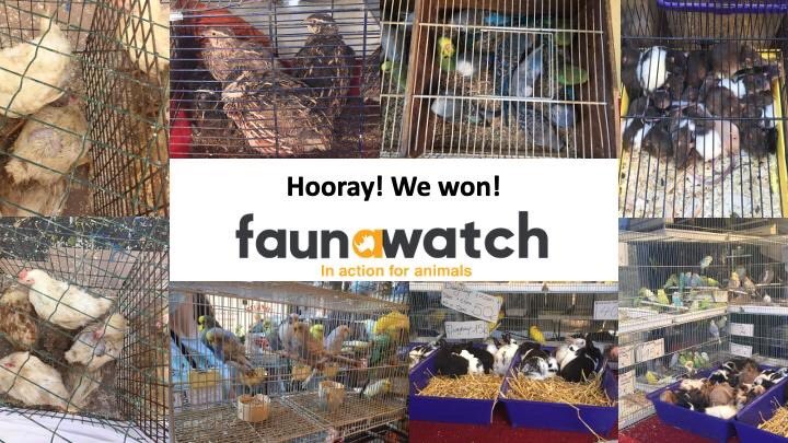 Good news! After 5 years of campaigning to ban animal markets in Flanders, Minister of #AnimalWelfare <a href="/BenWeyts/">Ben Weyts</a> announced that the markets will be banned!