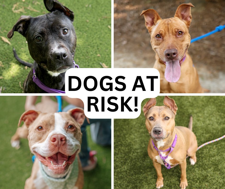The Wake County Animal Center is completely FULL and, for the first time in seven years, our staff may have to put down pets from our adoption floor. Please consider saving a life! wake.gov/news/wake-coun…