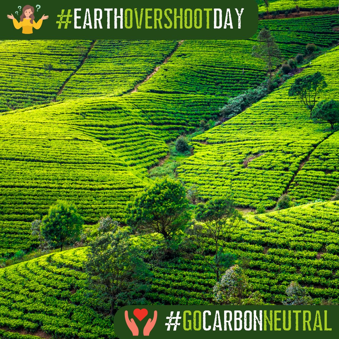 Tega Organic Tea tweet media