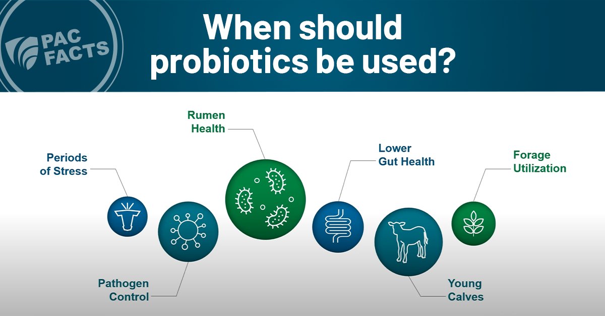 Live yeast and live bacteria can provide a huge boost to your herd if you select the right product. So make sure to check out our PAC Fact with Technical Services Manager Dr. Devan Paulus Compart to get the most from your probiotics. papillon-ag.com/pac-facts-what…