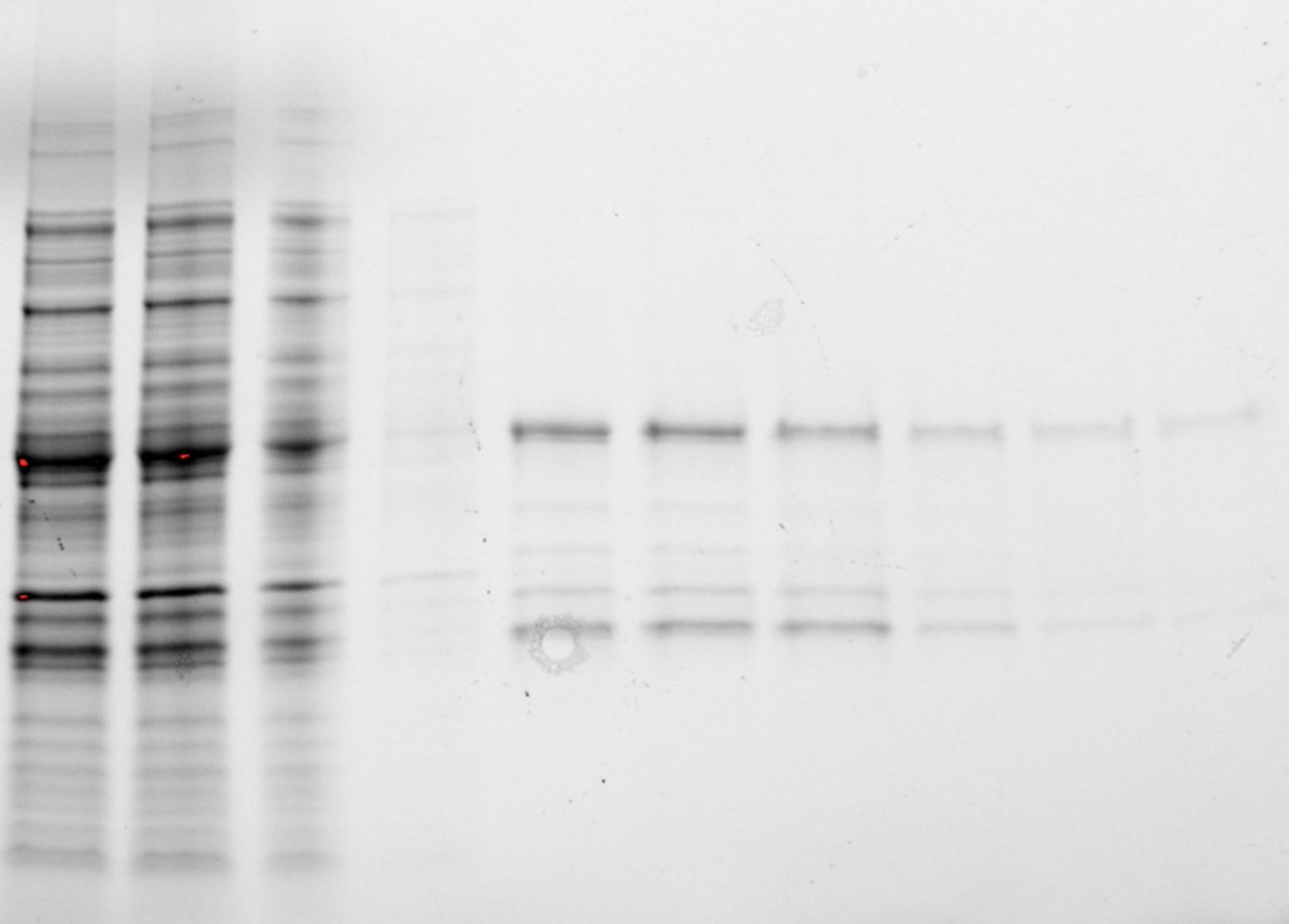 been ten years since I made a protein. needs a little optimization yet, but we're excited!