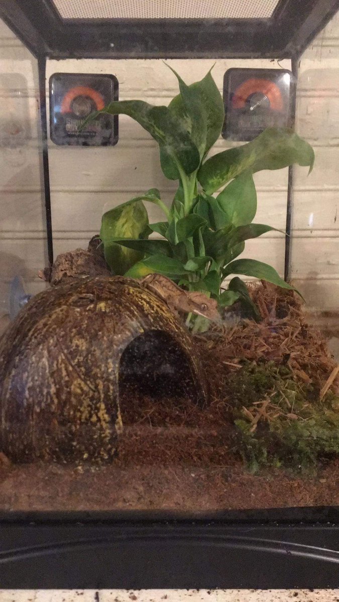 Ernie got his own tank.