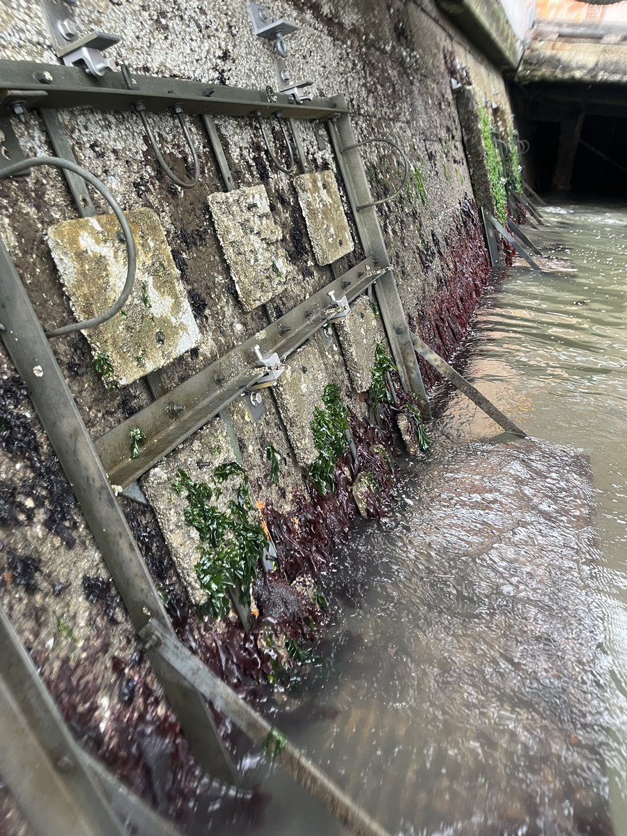 Aaaand we’re back on our frames for another week of monitoring with the <a href="/SFPort/">Port of San Francisco</a> and <a href="/ClimatePathways/">Pathways Climate Institute</a>! 🤗 This week, our focus is to photograph and survey our small mid &amp; high elevation tiles at the Ag Building &amp; Pier 45! #LivingSeawalls #LivingSeawallPilotProject 

📷@jsickashere