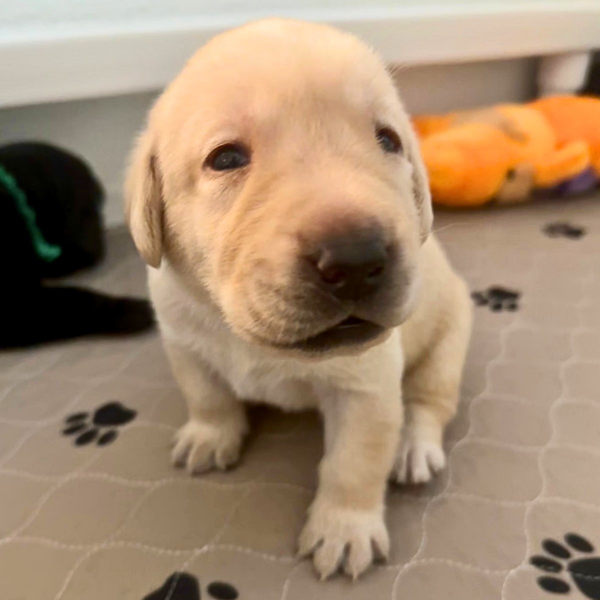 Valor Service Dogs tweet media