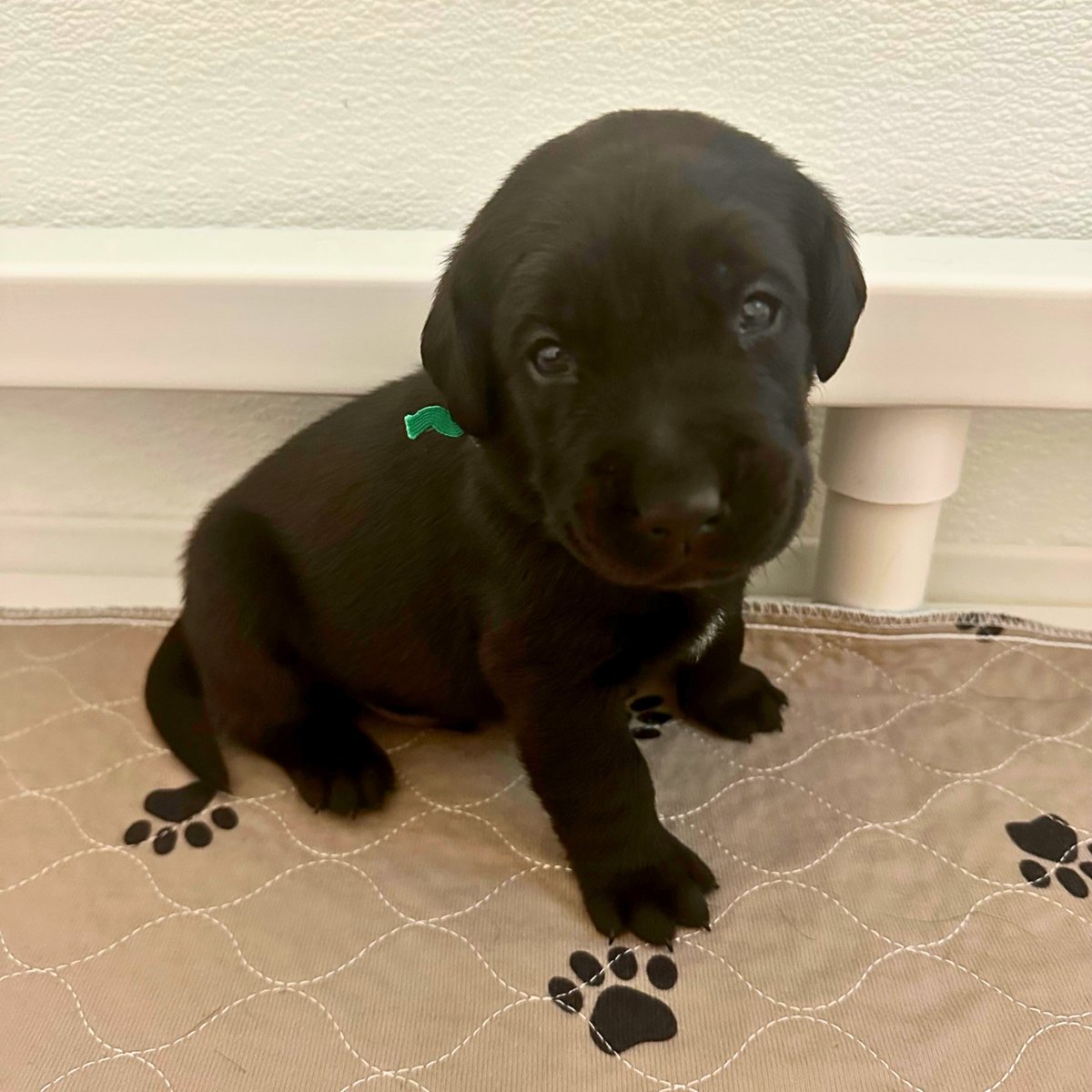 Valor Service Dogs tweet media