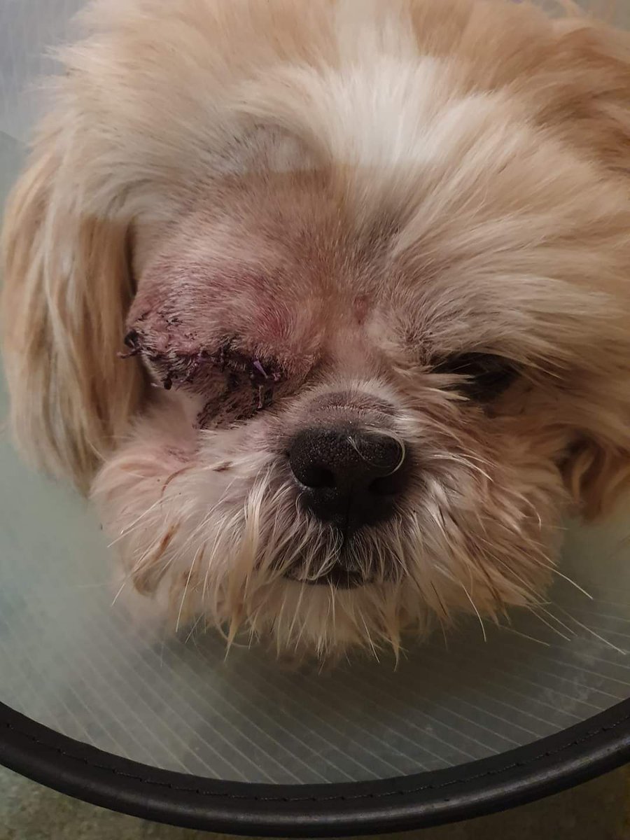 star_rescueuk's tweet photo. The Scamper is looking better everyday. It wasn't plain sailing for him but he's doing well now.
#shihtzuactionrescue #rescuedog #operationdog #braveboy https://t.co/yAaCEdTAYU