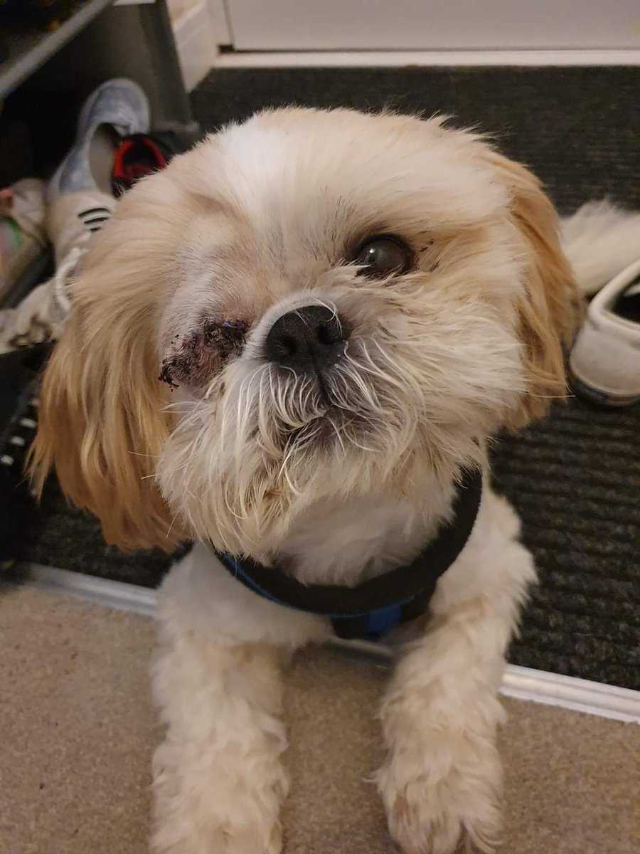 star_rescueuk's tweet photo. The Scamper is looking better everyday. It wasn't plain sailing for him but he's doing well now.
#shihtzuactionrescue #rescuedog #operationdog #braveboy https://t.co/yAaCEdTAYU