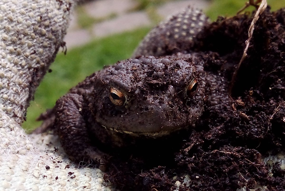 Some interesting characters in the compost.