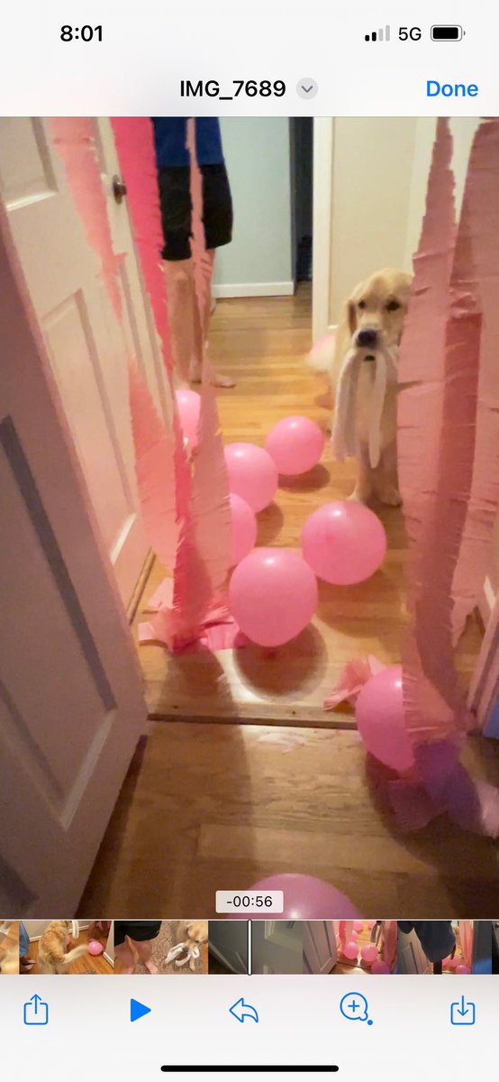 Haven’t seen the <a href="/Barbie/">Barbie</a> movie 🍿 #wendogs