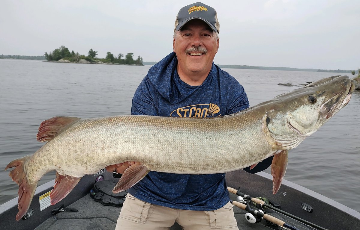 MeppsSpinners's tweet photo. There is only one way you can become an expert in musky fishing....you have to go musky fishing! Here is our Mepps musky expert, Steve Heiting with a Lake of the Woods musky caught with a Mepps Double Blade Musky Flashabou. #MeppsCatch https://t.co/c66W9fJcsS