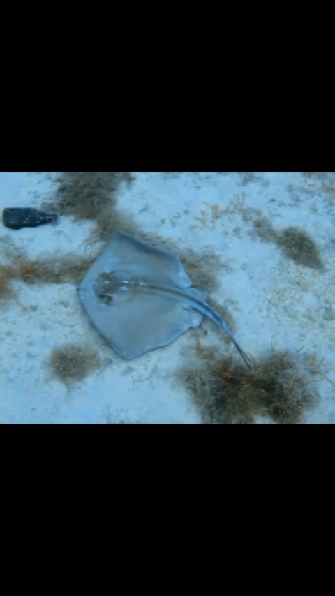 ScubaNautilus's tweet photo. Let's dance 💃💃
The dance performance we encountered underwater today 🤿👌😊
#stingray 
#paditv
#scubadiving
#underwaterworld https://t.co/7Mk7ZLrirq https://t.co/JFnkxvLIMy